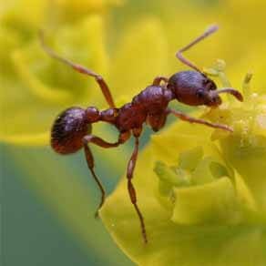 dedetizadora formiga
