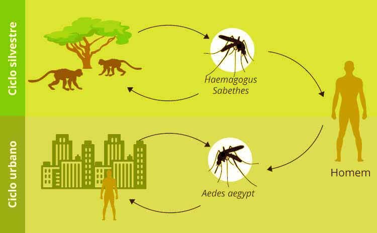 Ciclo de transmição da Febre Amarela