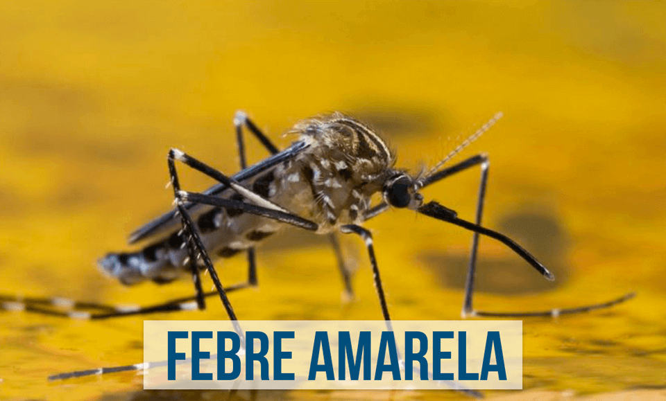 Mosquito da Febre amarela