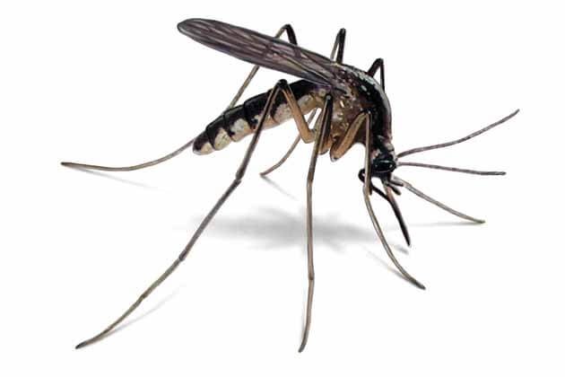 Dedetizadora de mosquito